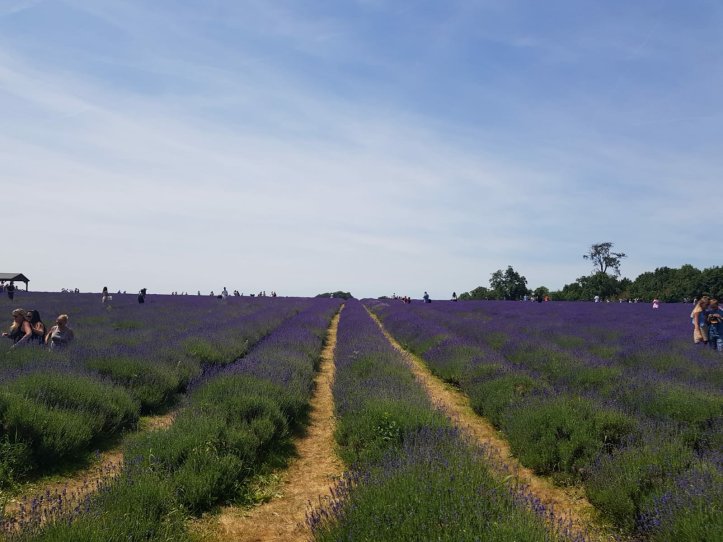 MorePlanesThanTrains-Lavender Field