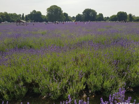 MorePlanesThanTrains-Lavender Field